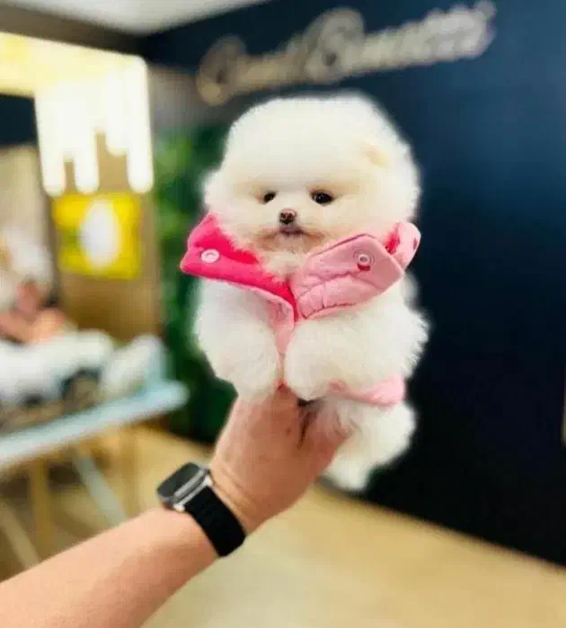 پامرخرسی اصیل بااصالت|سگ|اصفهان, خانه اصفهان|دیوار