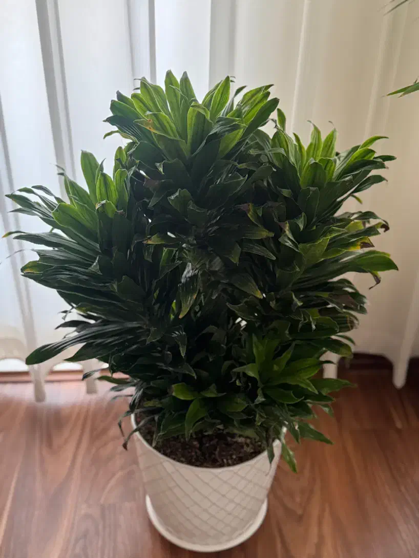 کامپکت 6تایی|گل و گیاه طبیعی|تهران, نیروی هوایی (پیروزی)|دیوار