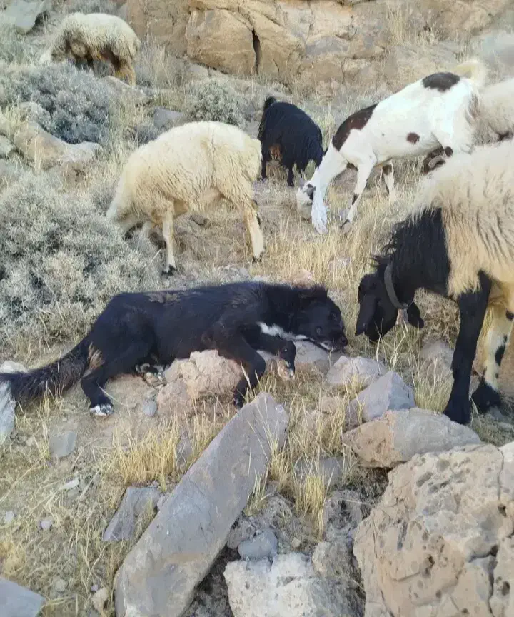 واگذاری سگ اصفهانی|سگ|شیراز, شاهچراغ|دیوار