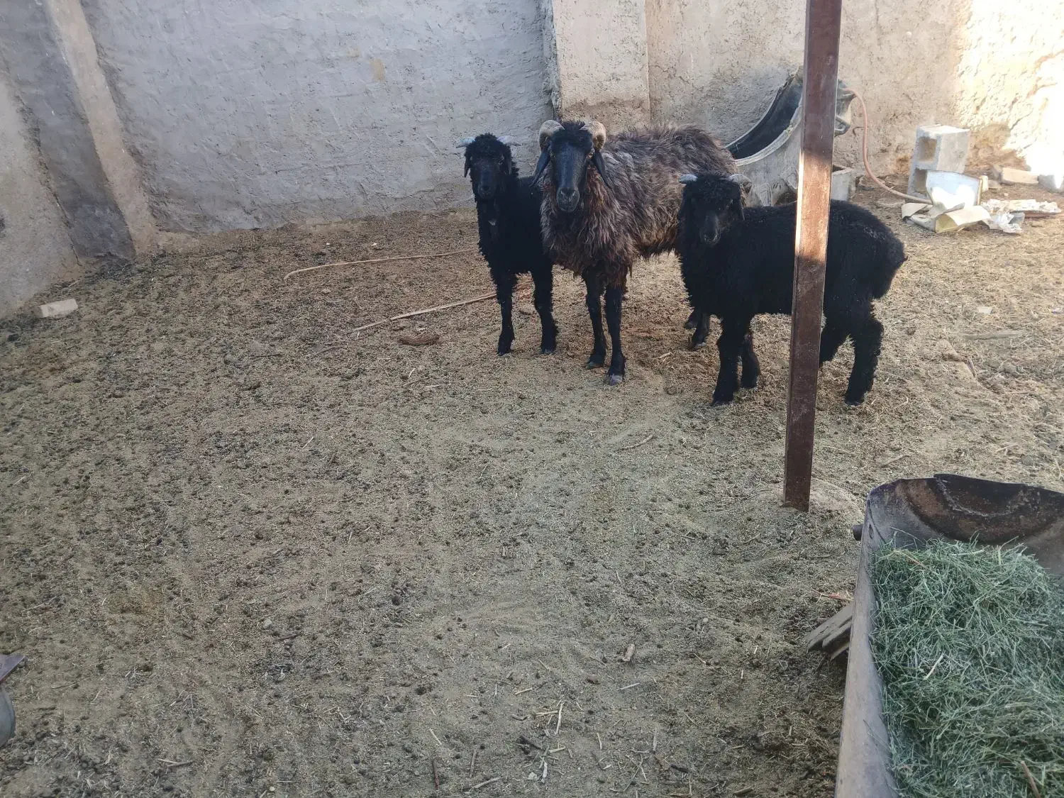 میش شاخی|حیوانات مزرعه|شیبکوه (فارس), |دیوار