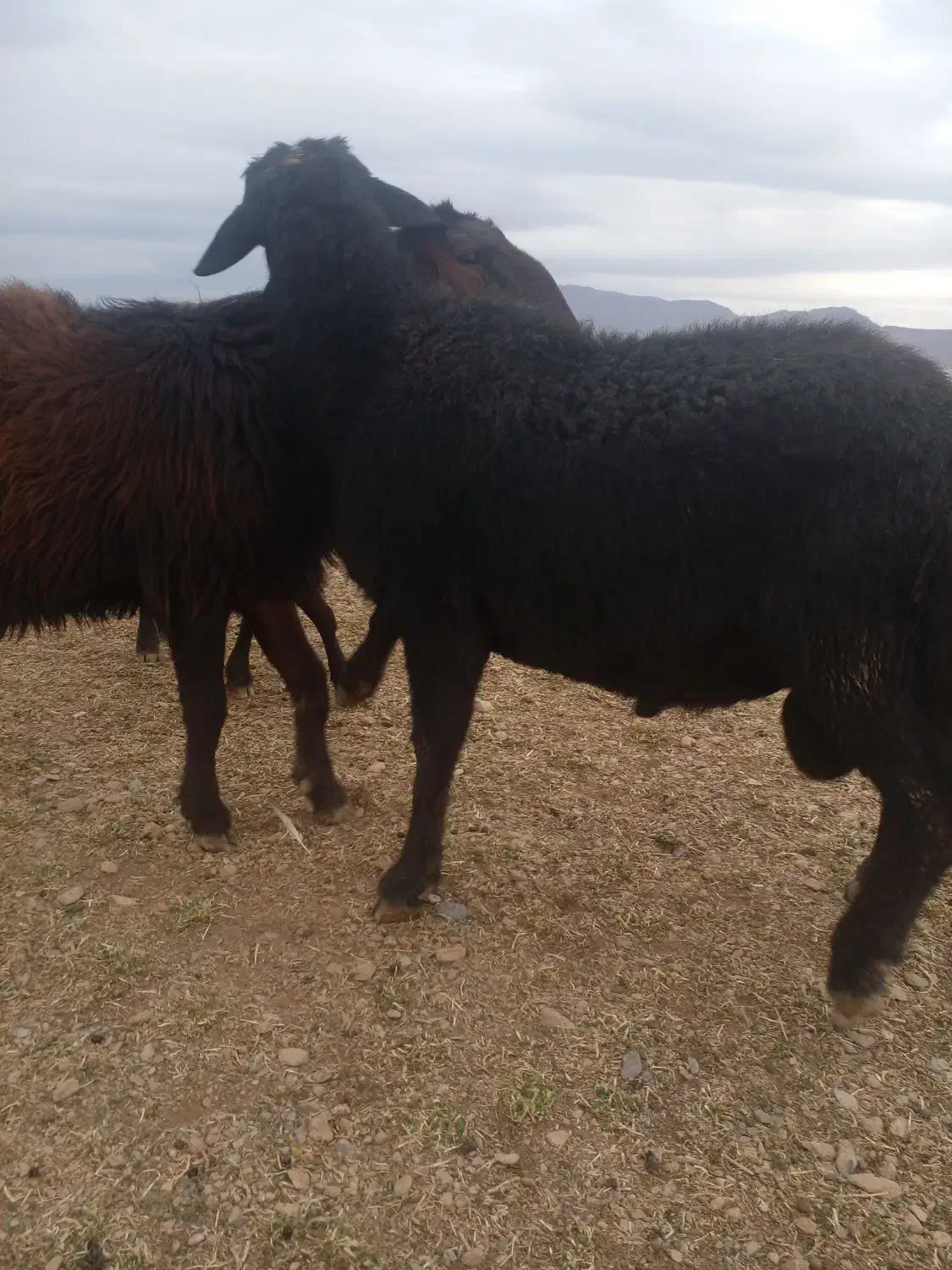 قوچ میش بز بره|حیوانات مزرعه|عسگران, |دیوار