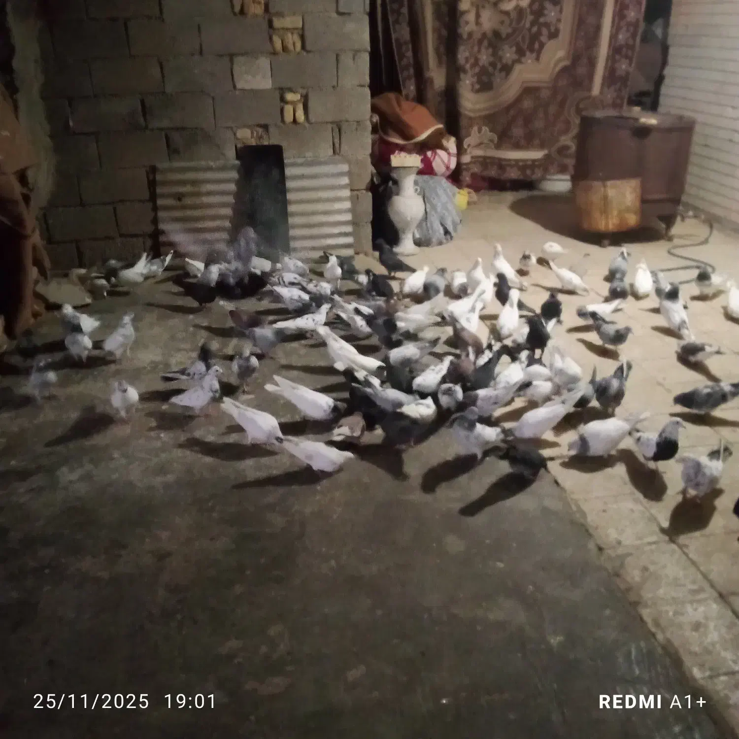 سلام یه کته کفتر ۸۰ تا هستن|پرنده|خرمشهر, |دیوار