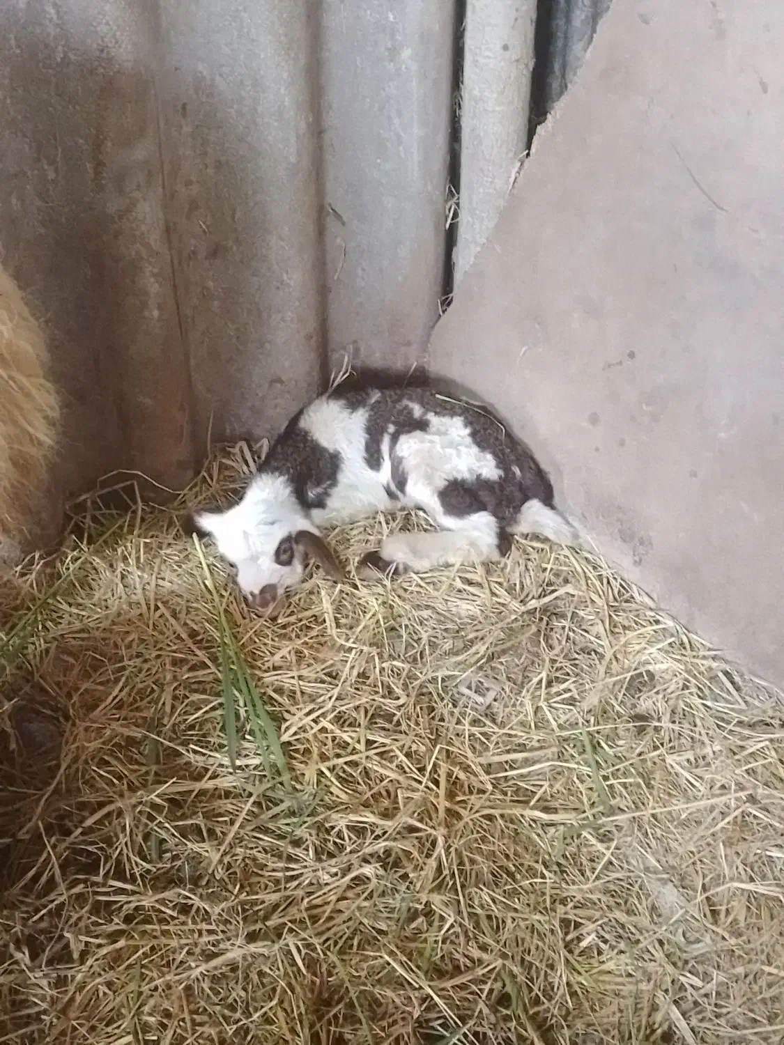 گوسفند نر افشاری|حیوانات مزرعه|زیباکنار, |دیوار