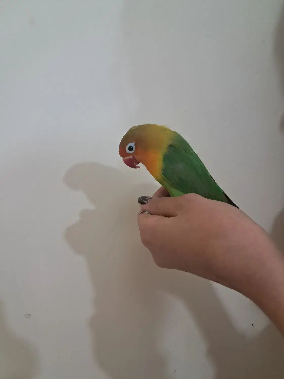 فروش طوطی برزیلی|پرنده|تهران, زرکش|دیوار