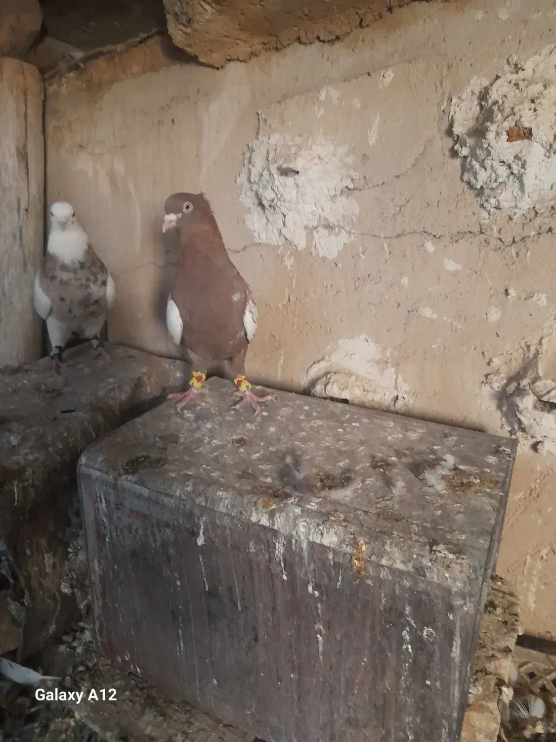 کفترطوق شازده نروماده بیضا|پرنده|زرقان, |دیوار