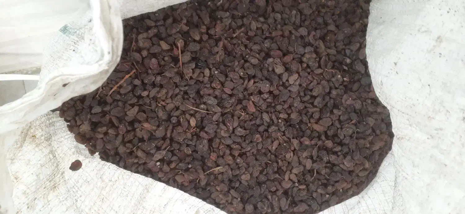 کشمش اورگانیک ملکان مخصوص|خوردنی و آشامیدنی|تبریز, |دیوار