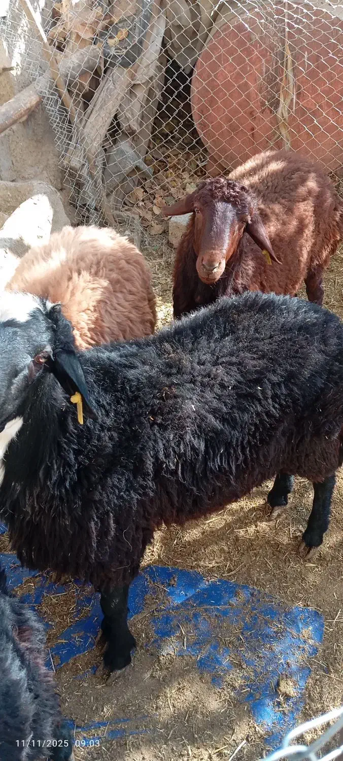 فروش بره|حیوانات مزرعه|فریدونشهر, |دیوار