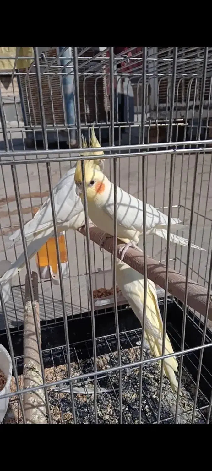 عروس هلندی|پرنده|محمدشهر, محمدشهر|دیوار