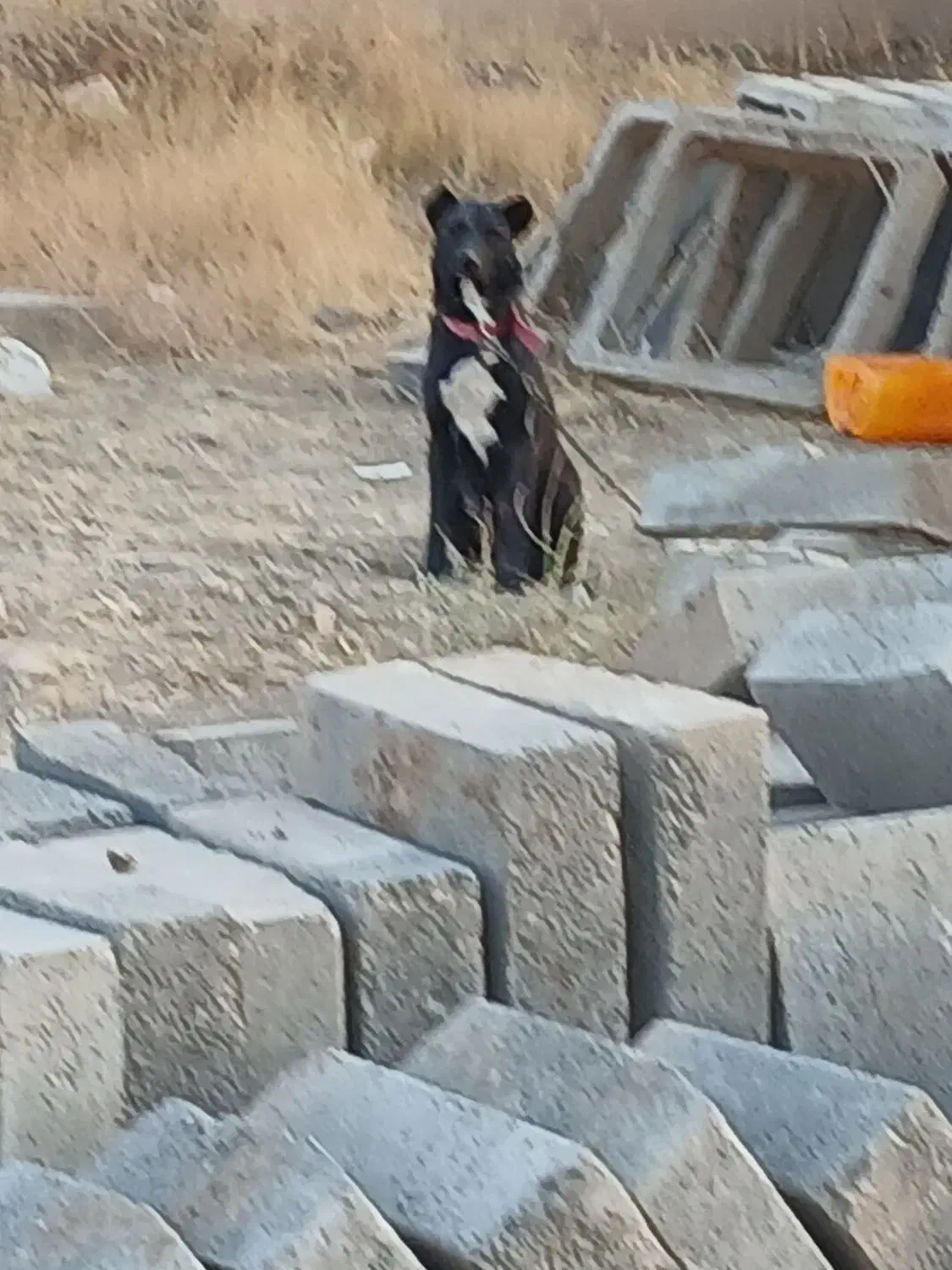 سگ ماده|سگ|قزوین, |دیوار