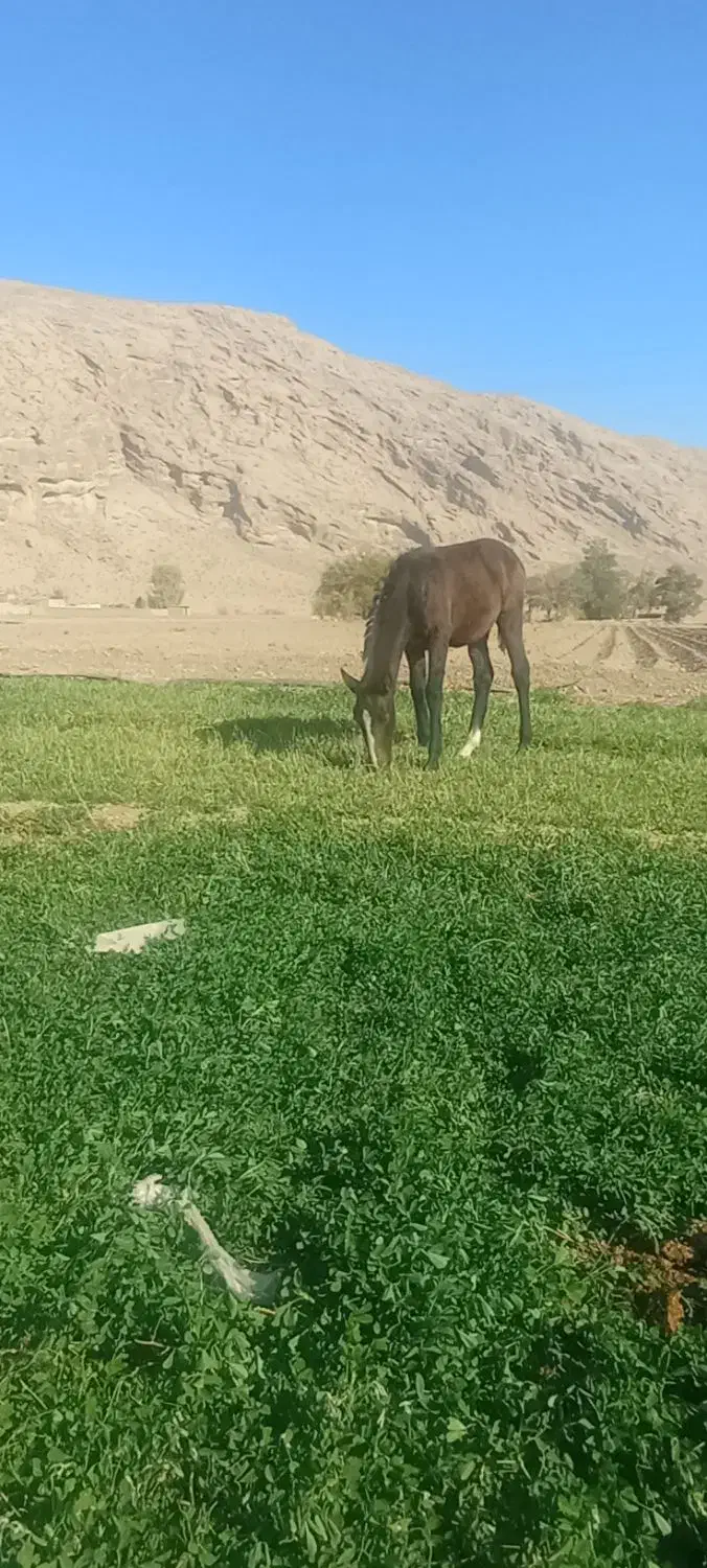 کره مادیون|اسب و تجهیزات اسبسواری|شیراز, داریون|دیوار