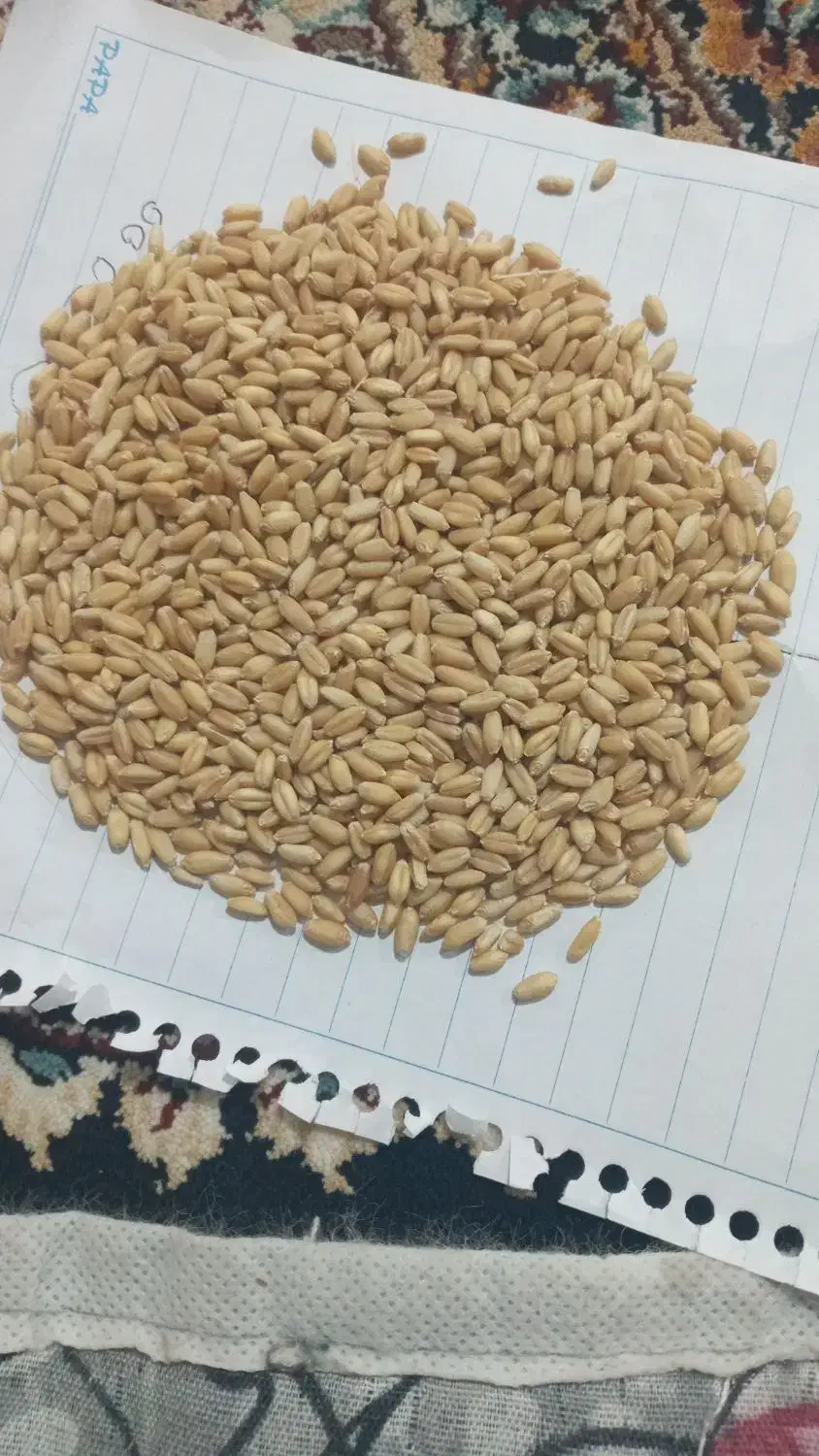 گندوم دیم درجه یک|عمدهفروشی|بروجرد, |دیوار