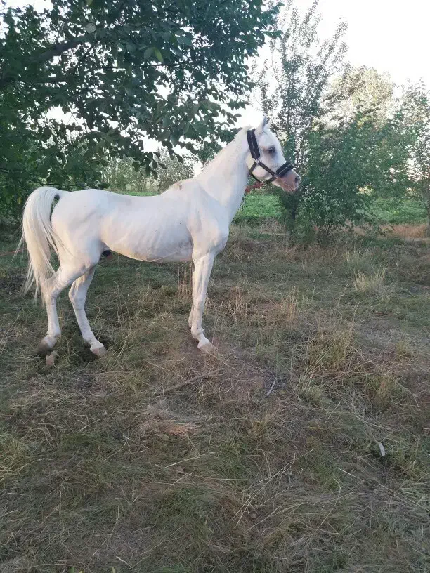 اسب نریان|اسب و تجهیزات اسب‌سواری|خرمدره, |دیوار