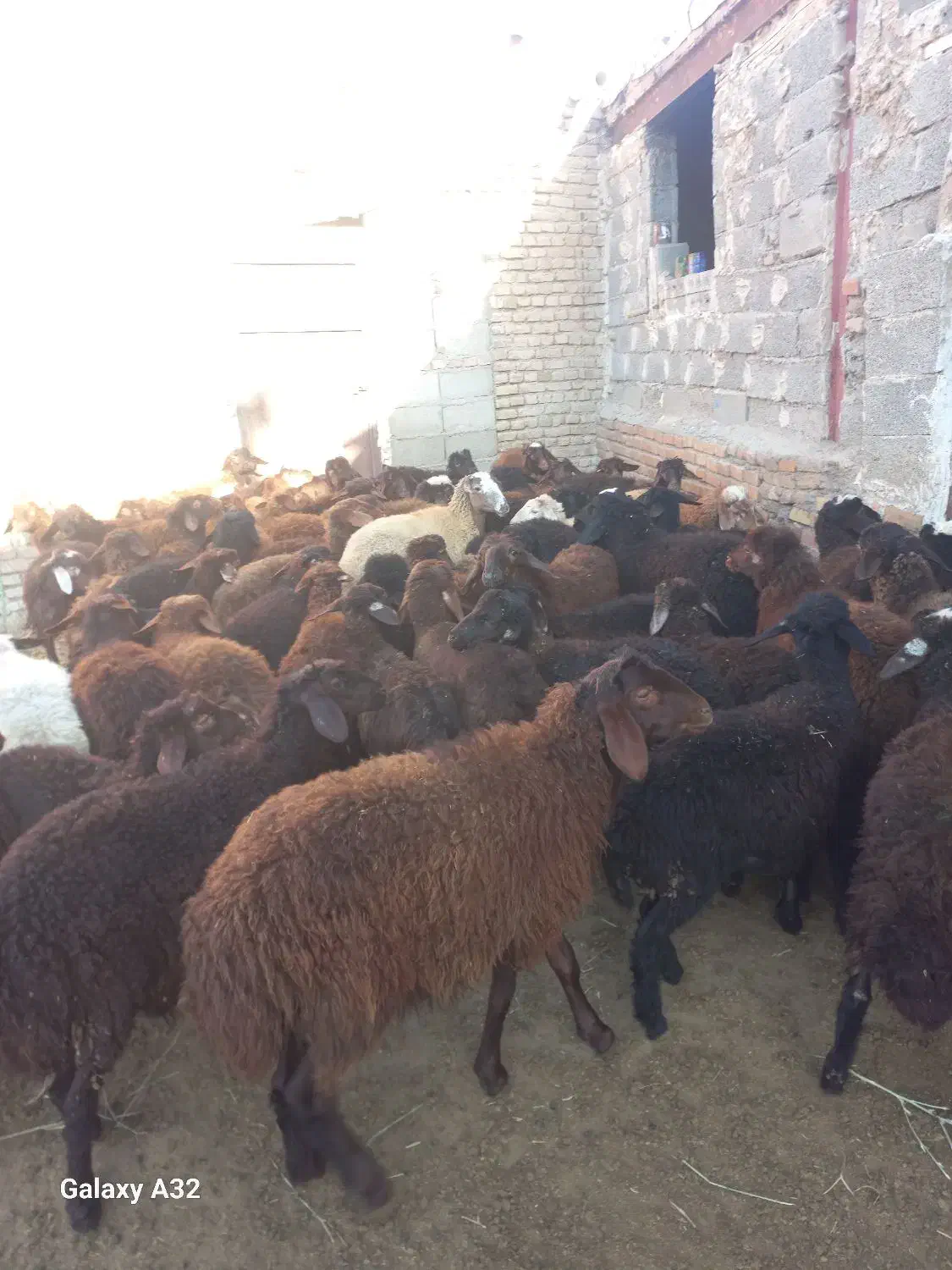 بره نر و ماده|حیوانات مزرعه|هریس, |دیوار