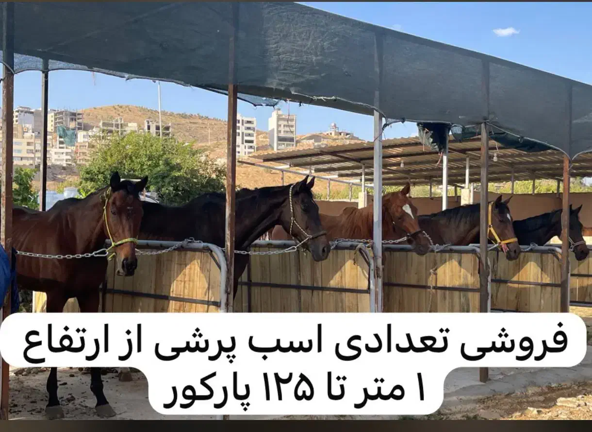 اسب پرشی|اسب و تجهیزات اسب‌سواری|شیراز, شهرک آرین|دیوار