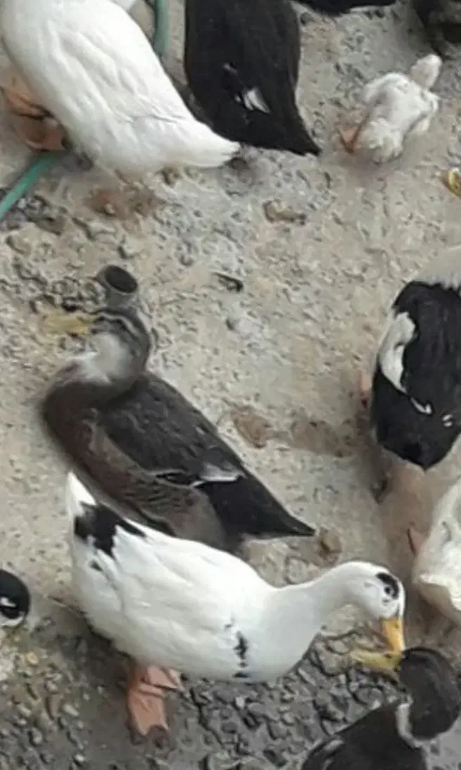 اردک تخم گذار جوان|حیوانات مزرعه|ایوانکی, |دیوار