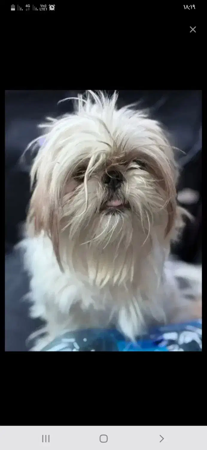 سگ‌ شتیزومالتیزعروسکی|سگ|گرگان, |دیوار