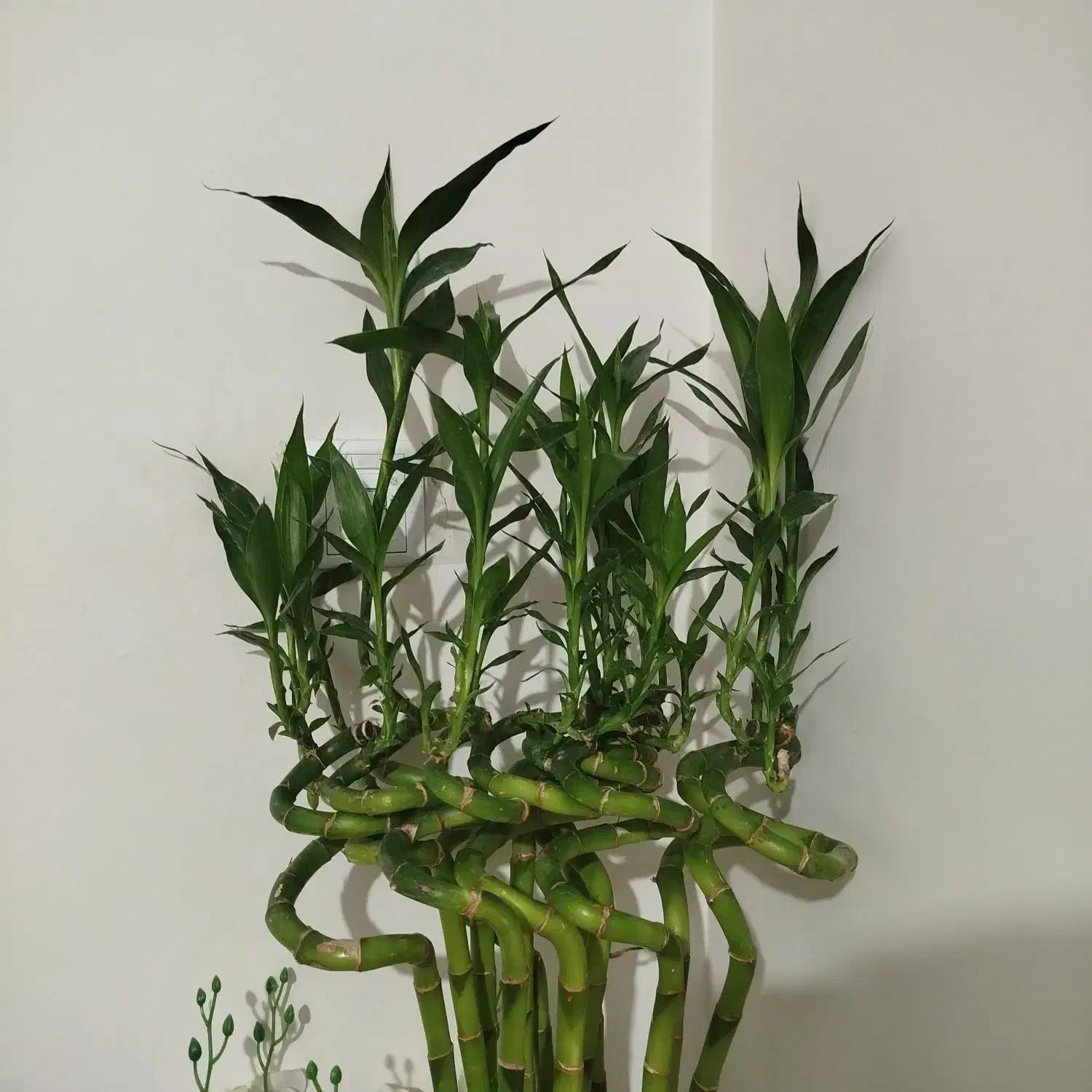 بامبو تایلندی جوانه اصل ریشه دار 115 سانتی|گل و گیاه طبیعی|تهران, مسعودیه|دیوار
