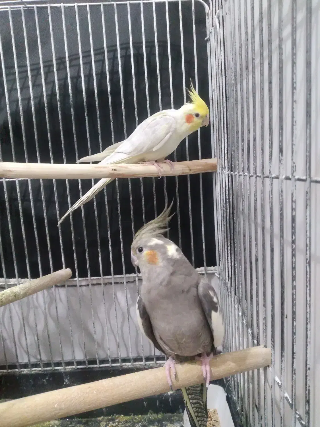 عروس هلندی نرو ماده|پرنده|ازنا, |دیوار