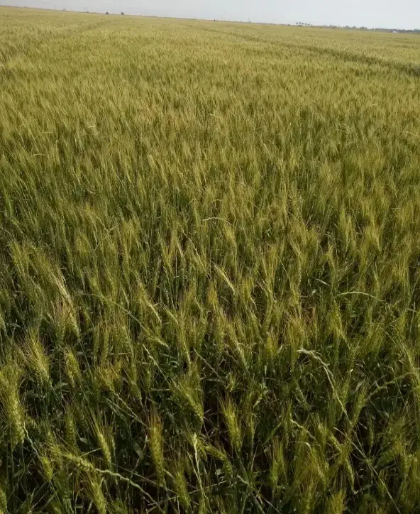 ۵/۵ هکتار زمین کشاورزی آبی|اجارهٔ دفتر صنعتی، کشاورزی، تجاری|رامشیر, |دیوار