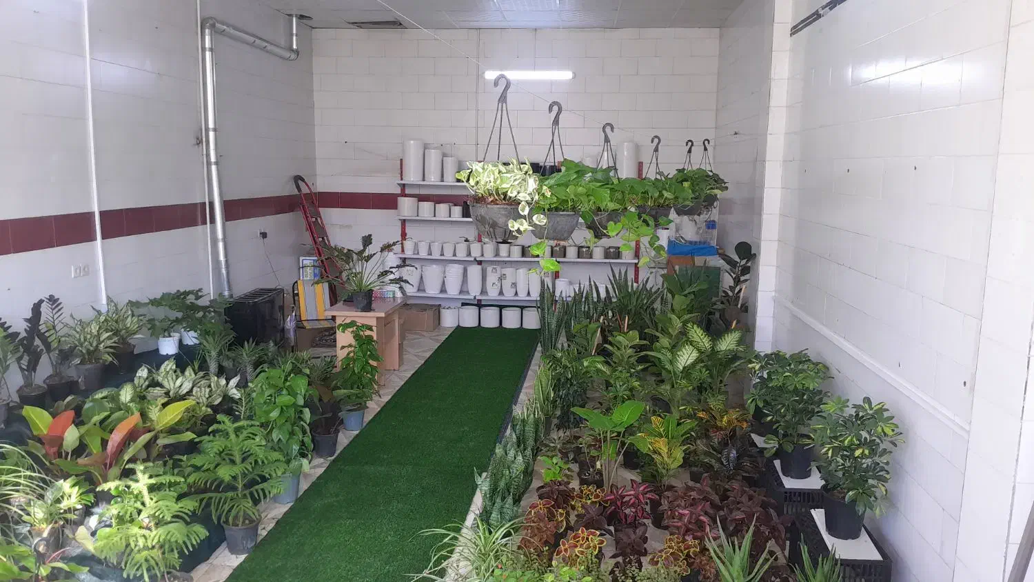 گل وگیاه|گل و گیاه طبیعی|یزد, |دیوار