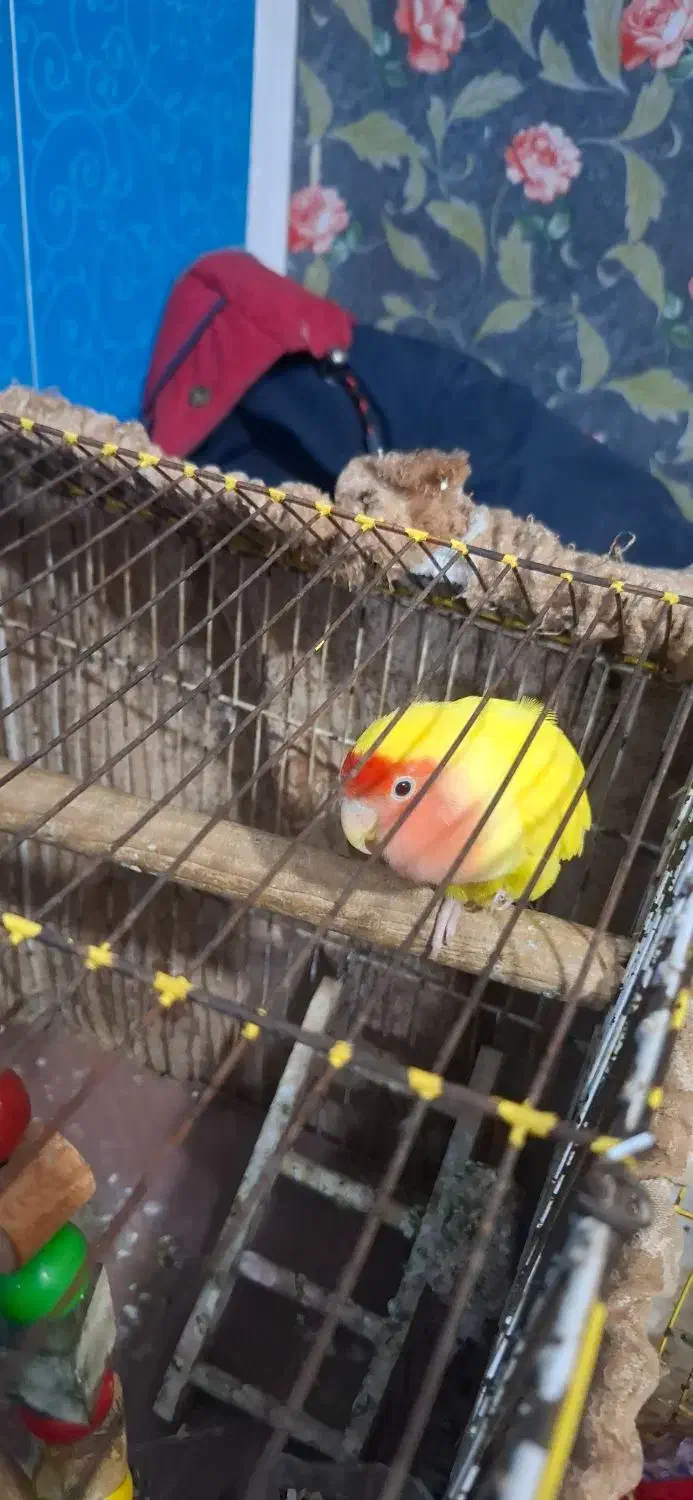 طوطی برزیلی صورت هلویی نیمه اهلی 6ماهه|پرنده|بندر امام خمینی, |دیوار