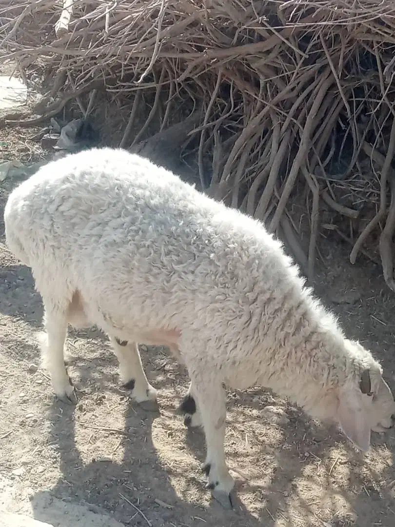 گوسفندنر|حیوانات مزرعه|هامون, |دیوار