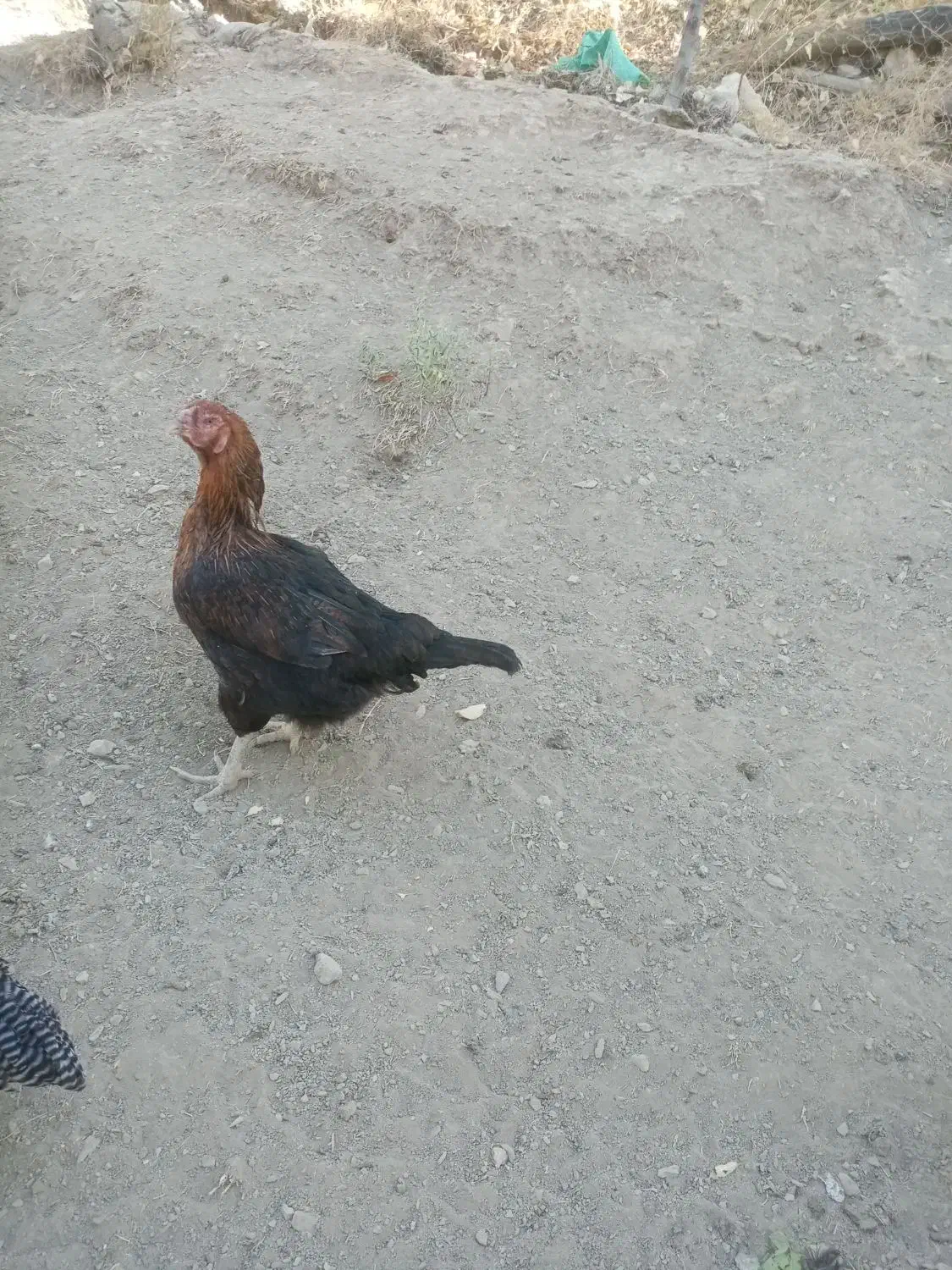 بوقلمون کرچ ومرغ لاری|حیوانات مزرعه|کلاترزان, |دیوار