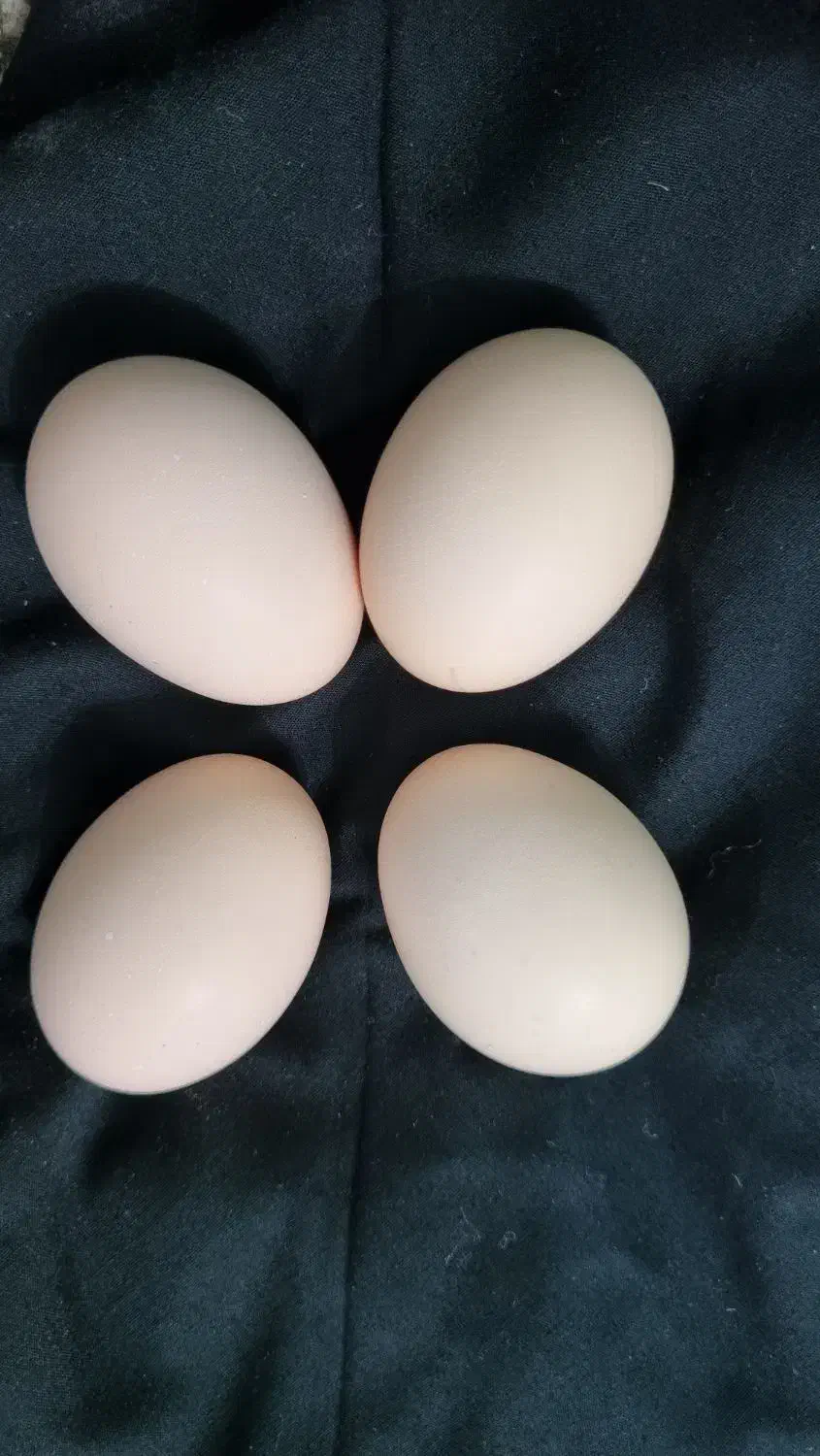 تخم مرغ لاری|حیوانات مزرعه|دره شهر, |دیوار