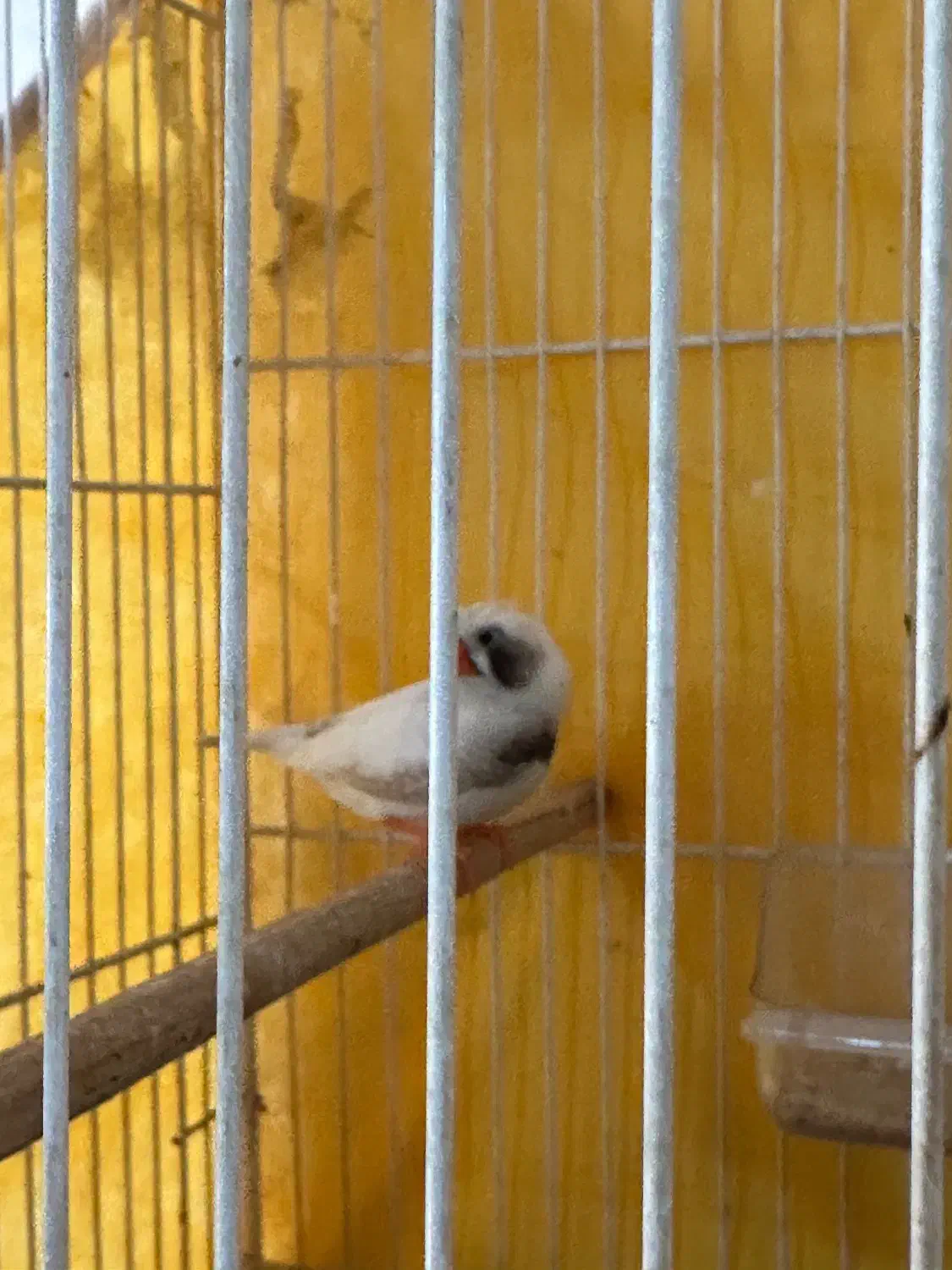 جفت فنچ لپ سیاه کاکلی(روی جوجه)|پرنده|طبس, |دیوار