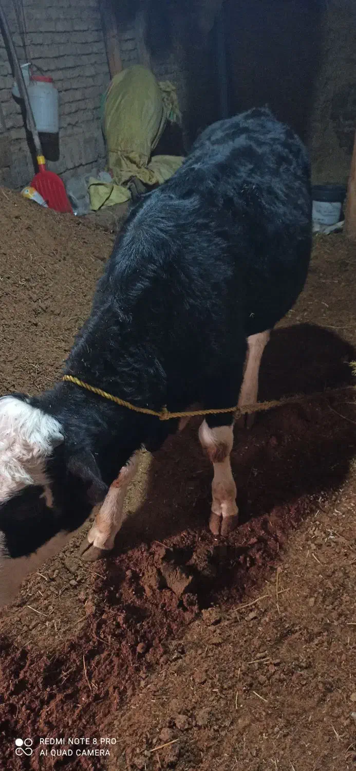 یک راس گوساله نر سیمینتال|حیوانات مزرعه|لیلان, |دیوار