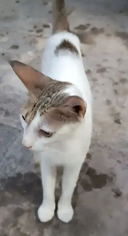 گربه ماده|گربه|بندرعباس, |دیوار