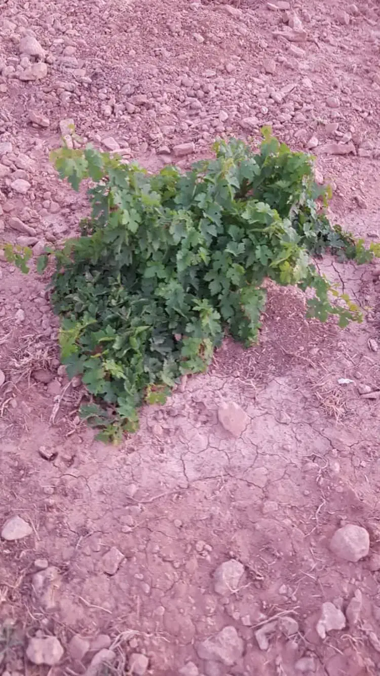 باغ انگور ۳۶۰ متری|فروش زمین و ملک کلنگی|شیراز, حومه شیراز|دیوار