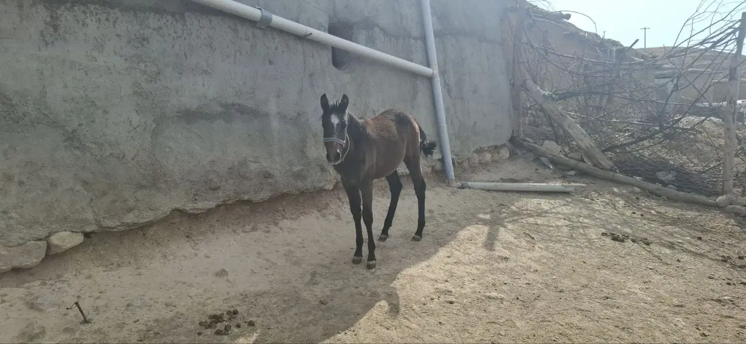 کره مادیون|اسب و تجهیزات اسبسواری|بجنورد, |دیوار