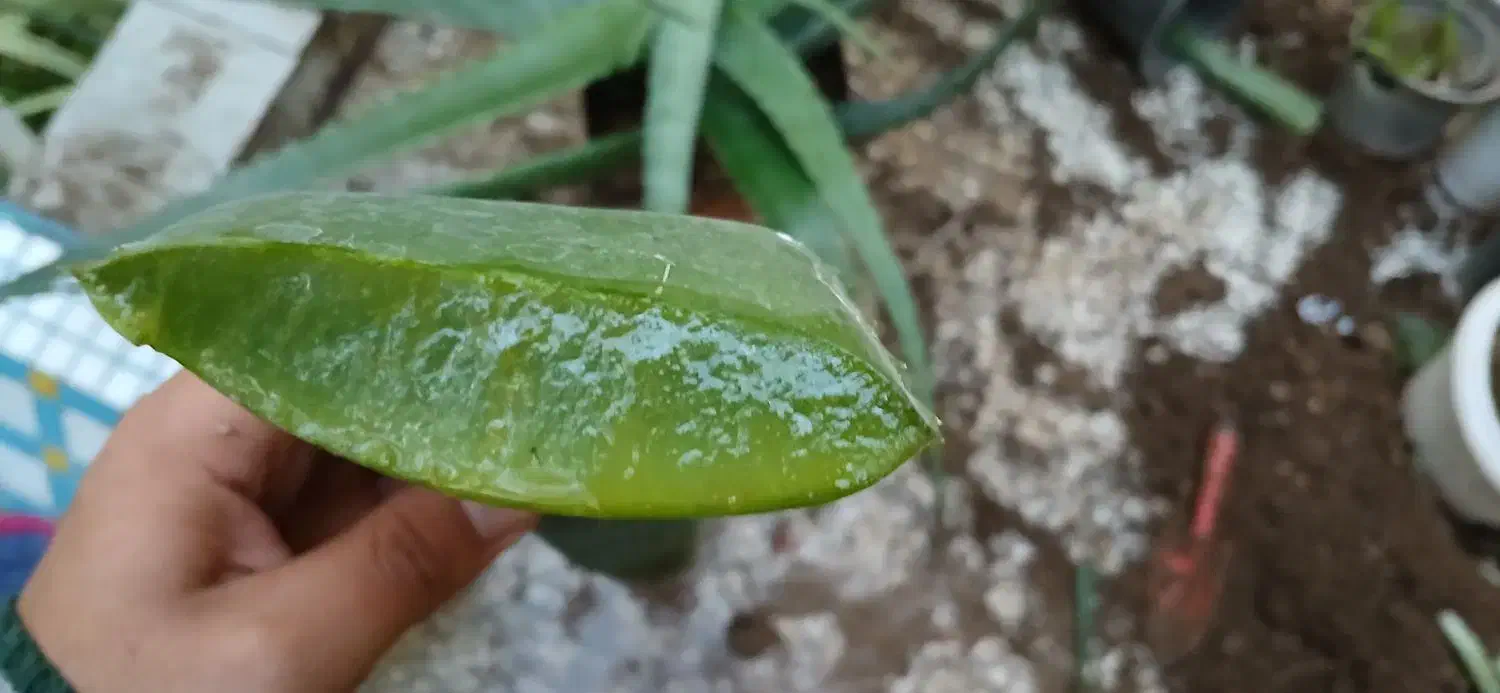 آلوئه ورا|گل و گیاه طبیعی|کاشان, فاز ۲ ناجی آباد|دیوار