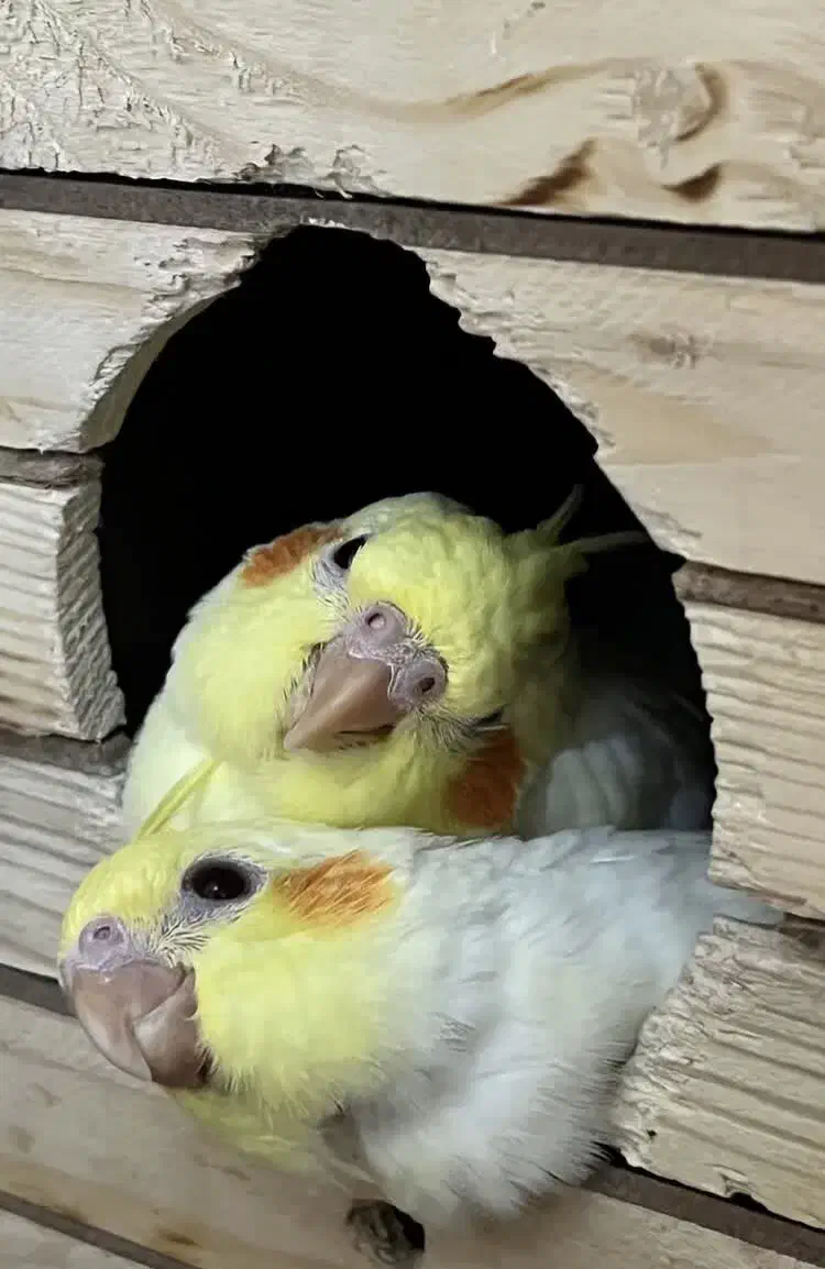 عروس هلندی|پرنده|چمران, |دیوار