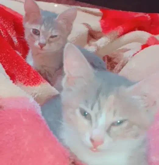 واگذاری گربه نژاد Dsh|گربه|رشت, حمیدیان|دیوار