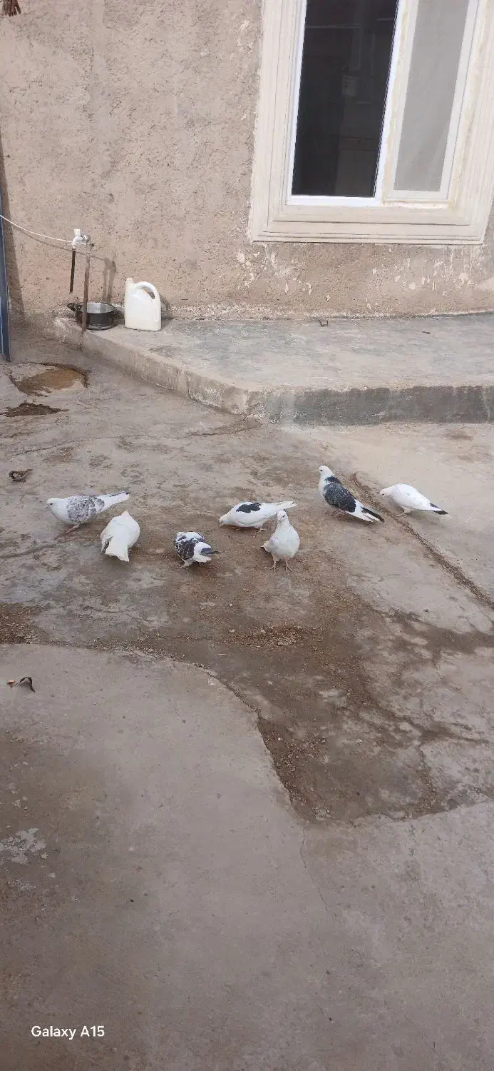 کبوتر|پرنده|بزینه رود, |دیوار