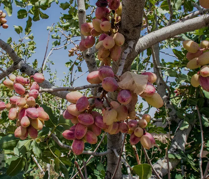 معاوضه زمین پسته با تراکتور|فروش زمین و ملک کلنگی|فردوس (کرمان), |دیوار
