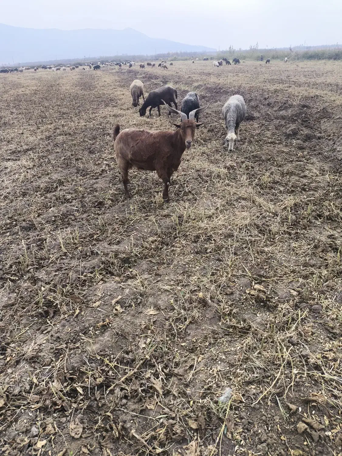 بز ابستن|حیوانات مزرعه|خان ببین, |دیوار