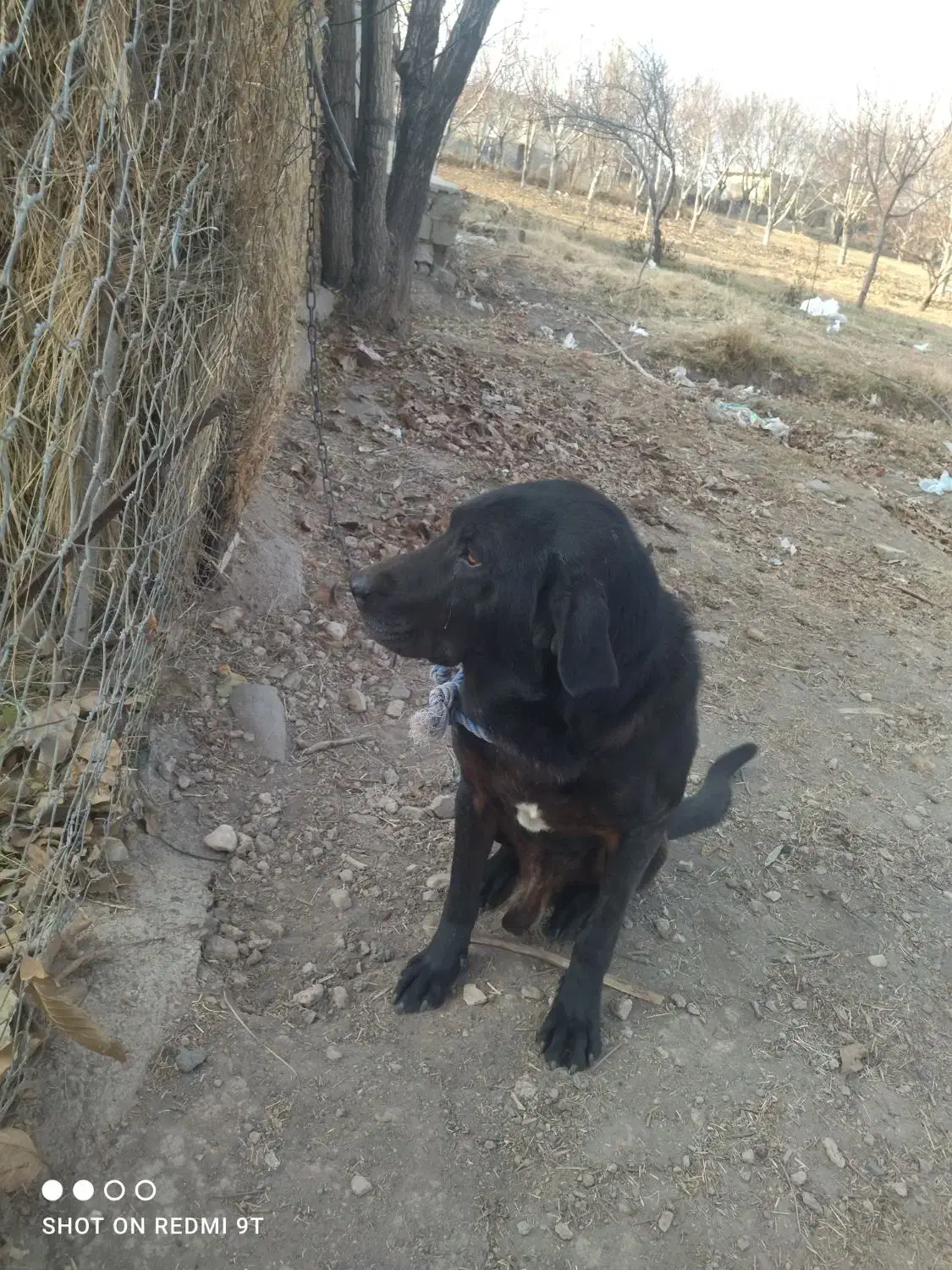 سلام برعشق بازان|سگ|سجاس رود, |دیوار