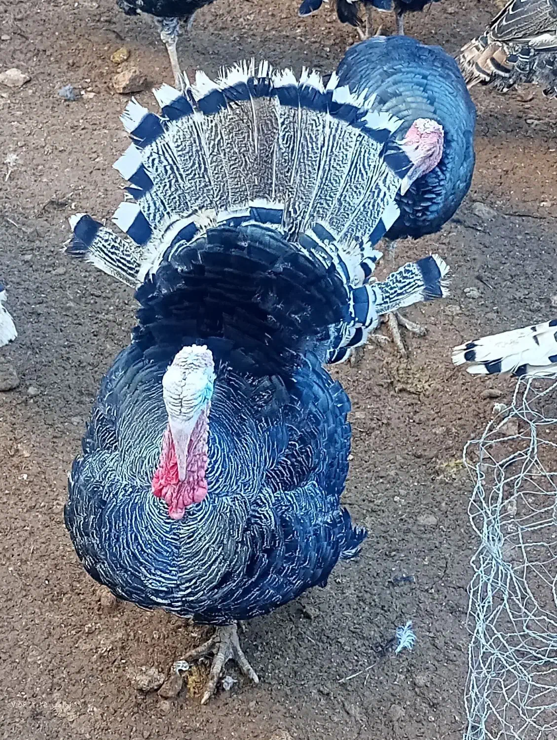 بوقلمون کاملا ارگانیک|حیوانات مزرعه|الشتر, |دیوار