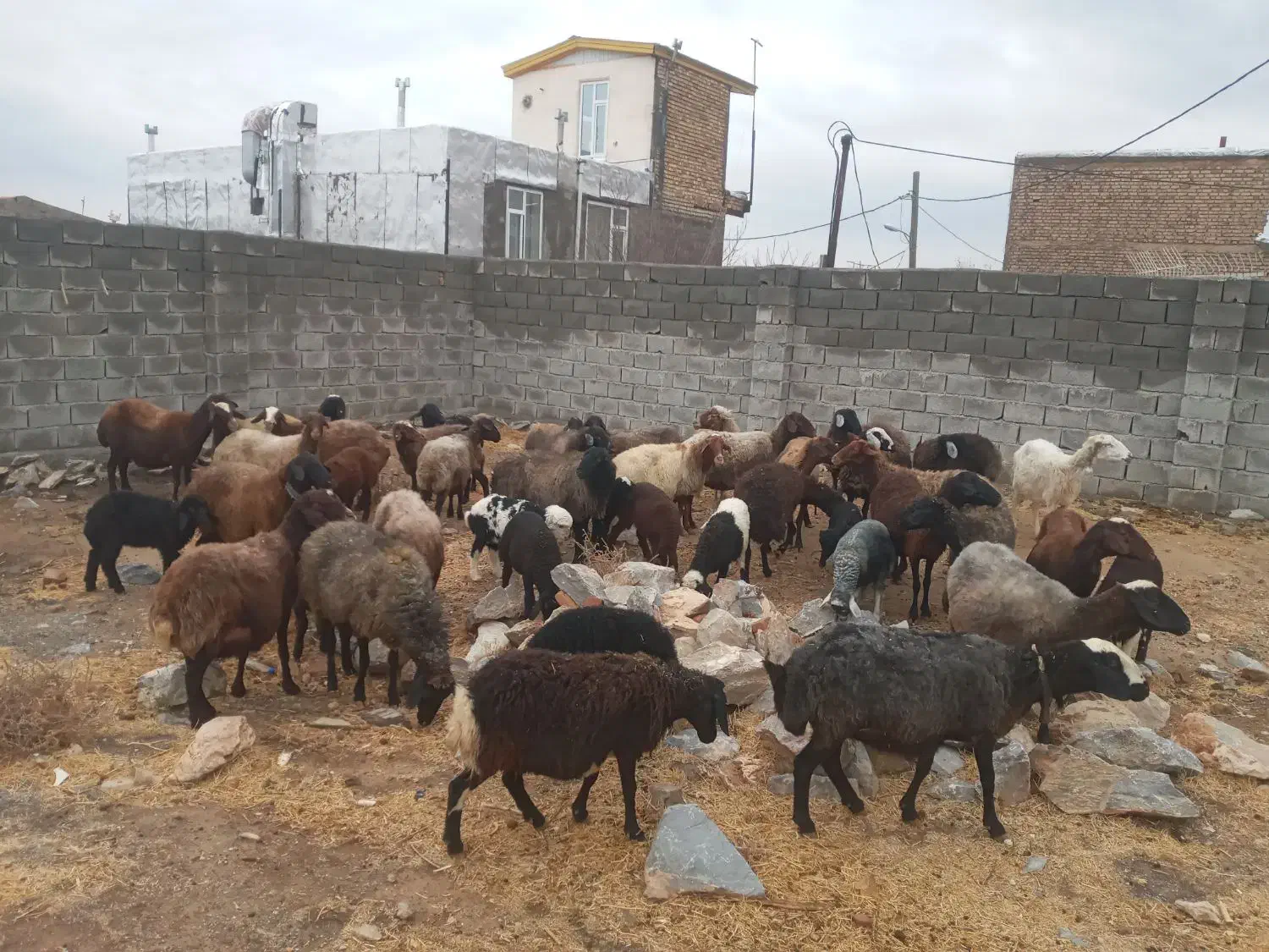 میش بره شیشک|حیوانات مزرعه|زالیان, |دیوار