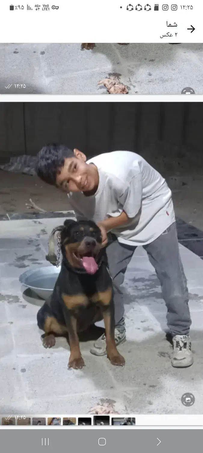 سگ روتوایلر|سگ|پلنگ آباد, |دیوار