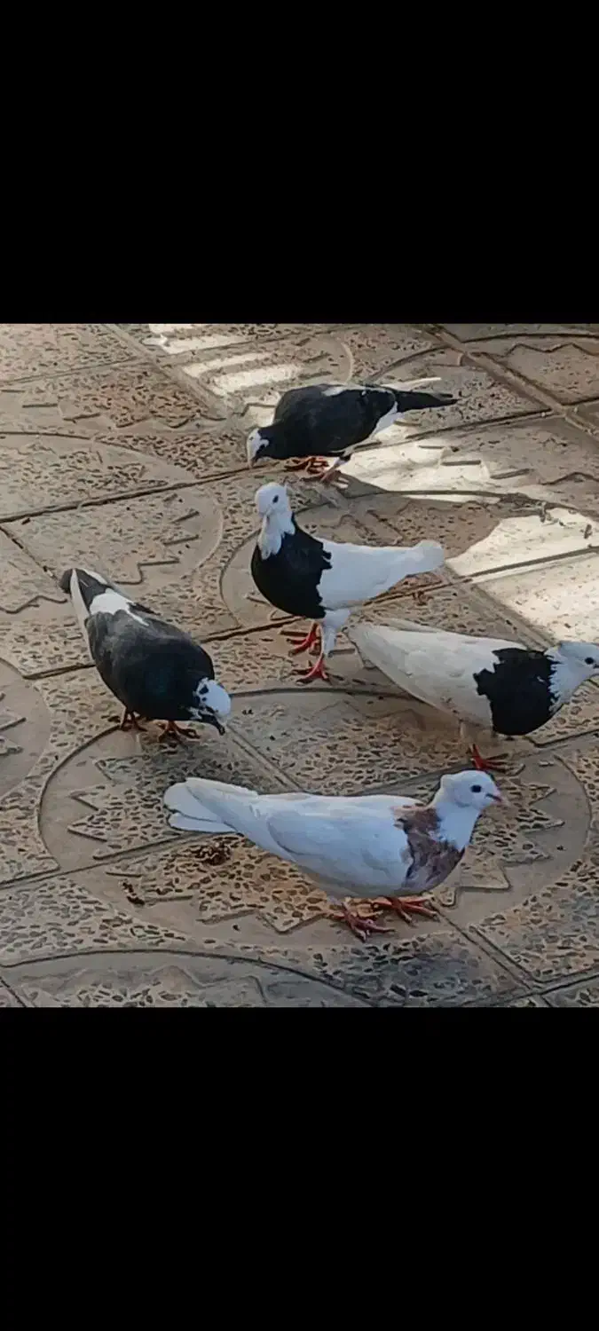 فروش کبوتر پرشی وزمینی|پرنده|ابهر, |دیوار