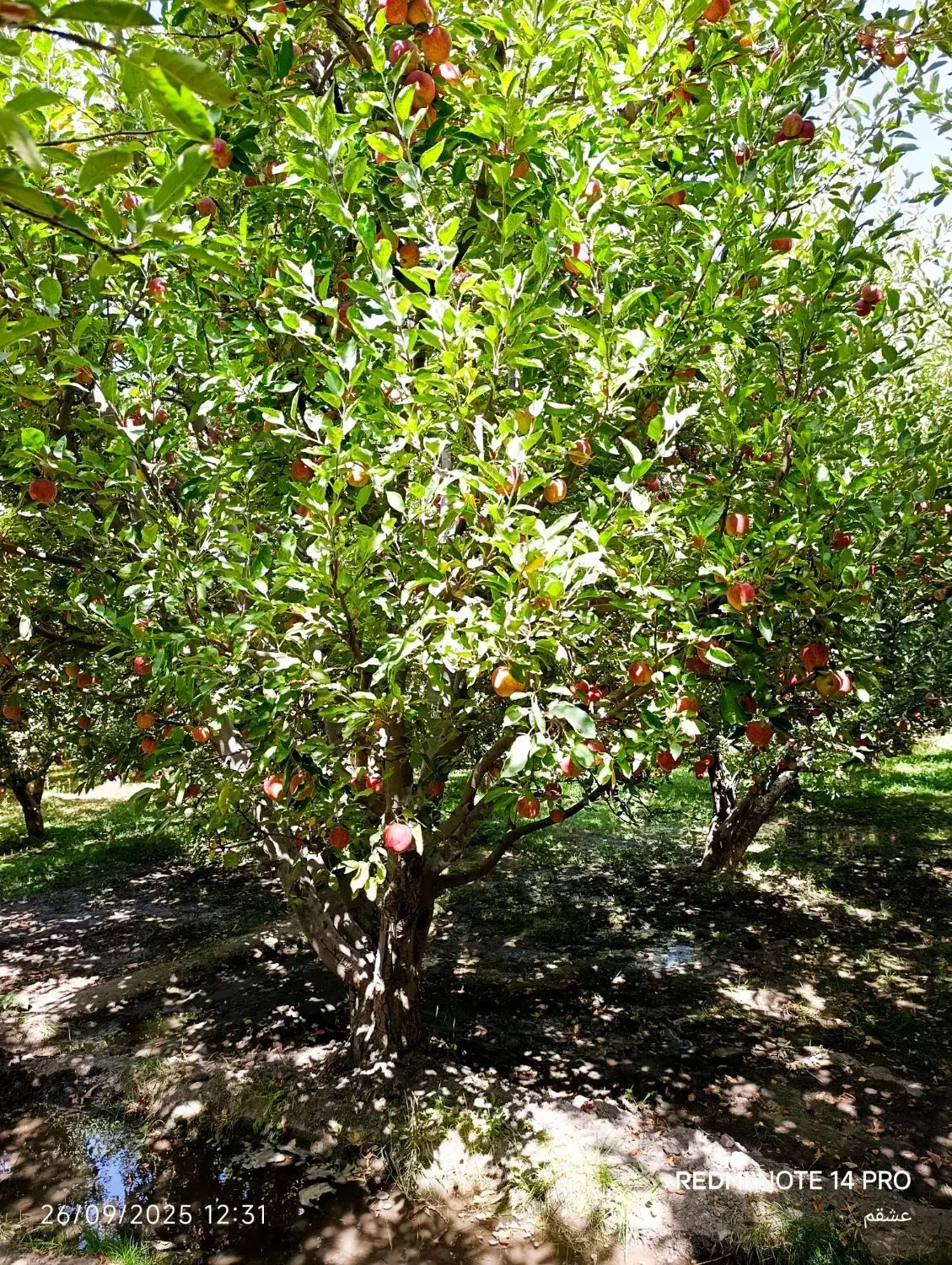 باغ گلبهار آبقد تهاترومعاوضه|فروش زمین و ملک کلنگی|گلمکان, |دیوار