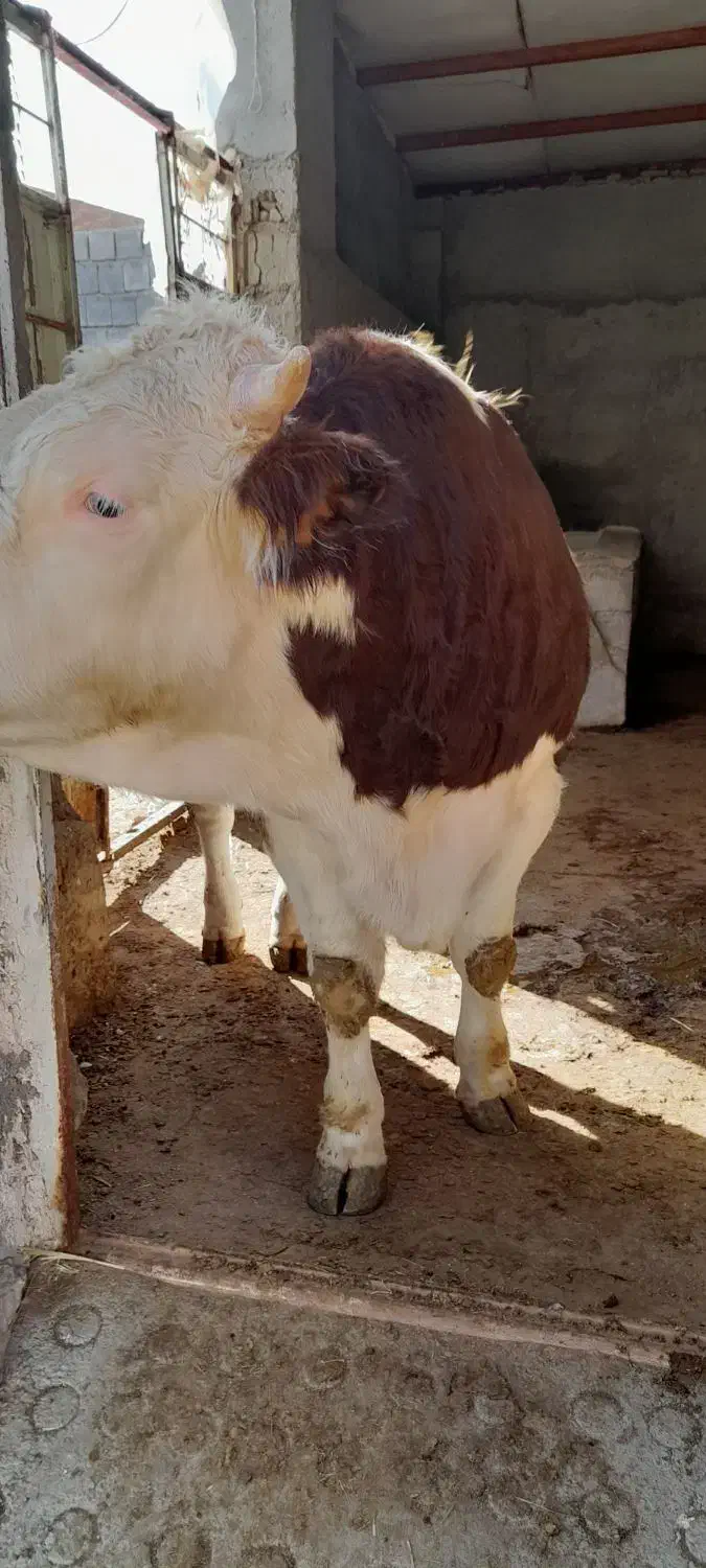 گوساله نر سیمینتال فول گوشت|حیوانات مزرعه|دینور, |دیوار