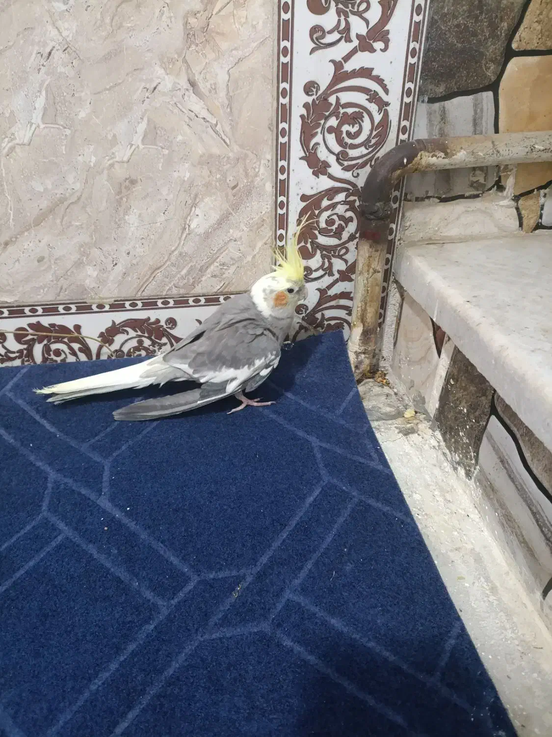 عروس هلندی نر|پرنده|پیشوا, |دیوار