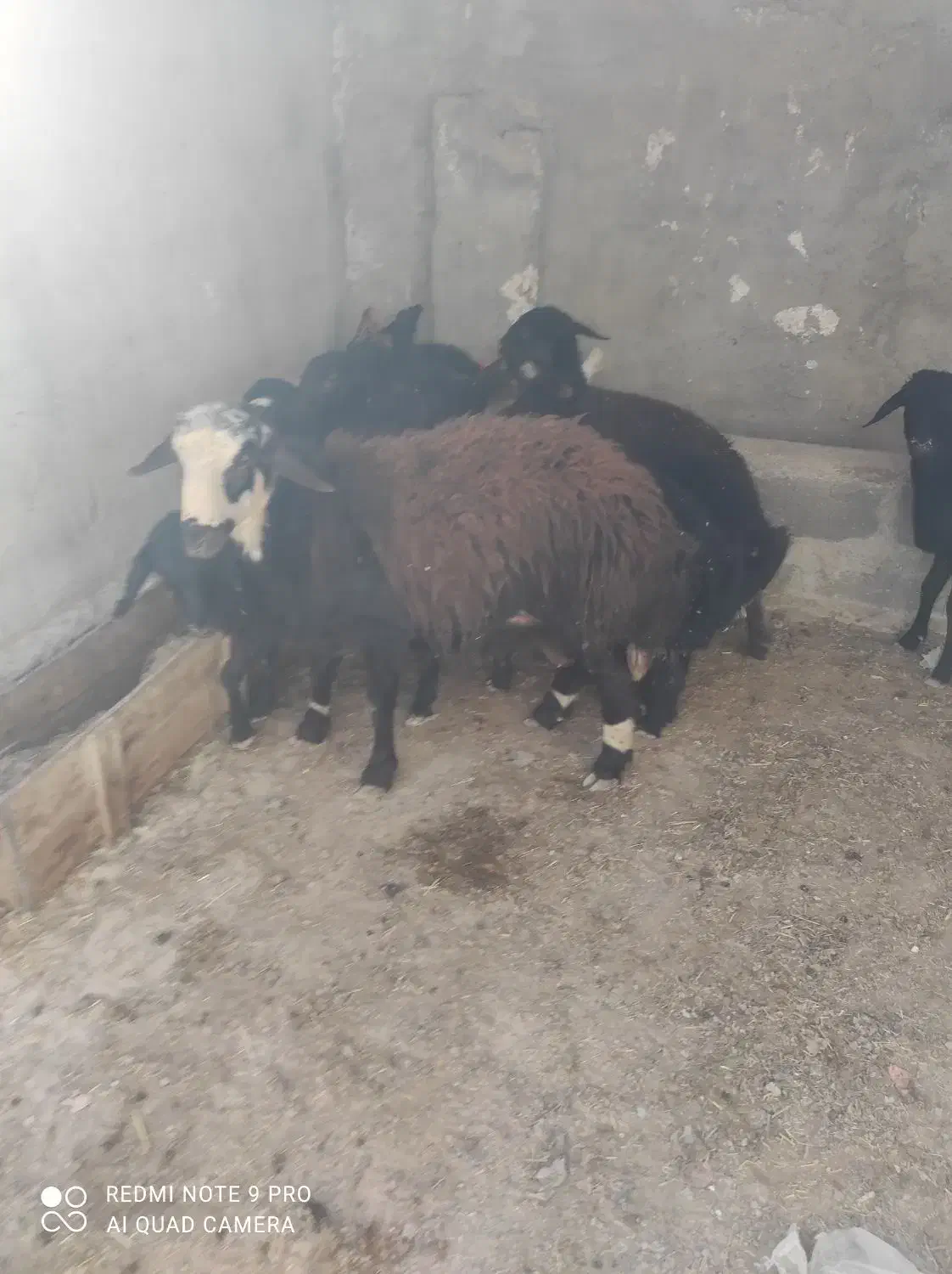 بره قوچی|حیوانات مزرعه|هشتگرد, تهران دشت|دیوار