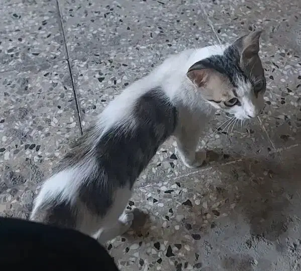 گربه خانگی گمشده|حیوانات|اهواز, گلستان|دیوار