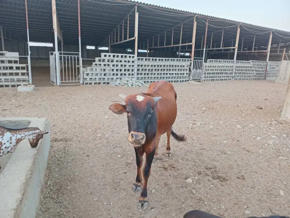 فروشی|حیوانات مزرعه|سیریک, |دیوار